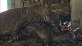 poor baby boar  swallow alive by komodo dragon [upl. by Craddock]