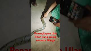 Ular peneror Warga tertangkap [upl. by Dygert]