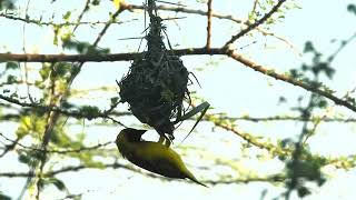 Vitelline MaskedWeaver building nest [upl. by Arundel]