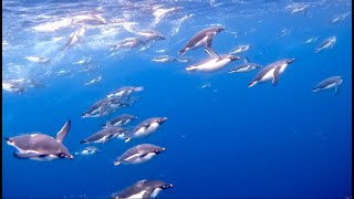 Snorkeling in Antarctica with hundreds of Adelie penguins [upl. by Eusoj336]