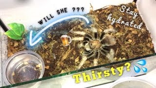 Do TARANTULAS really DRINK WATER  How QampA [upl. by Summons543]