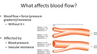 Blood Pressure Flow and Resistance  Human Circulatory System [upl. by Yreneh198]