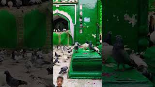 Sabir Pak Ki Dargah🤲❤️ trending dargha viralshort islamicvideo [upl. by Anma]