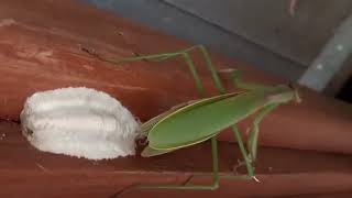 Praying Mantis Laying Eggs Ootheca [upl. by Euton]