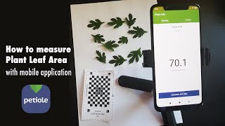 How to Measure Leaf Area with Mobile Application  StepbyStep Guideline from Petiole [upl. by Franza]