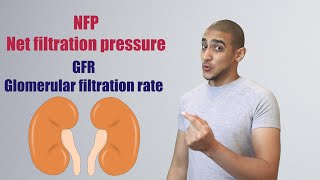 Glomerular Filtration شرح بالعربي [upl. by Abehshtab]