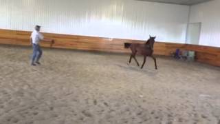 Stedman 2014 Oldenburg Gelding by Stedinger [upl. by Aileahcim]