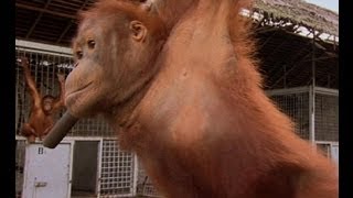 An Orangutan FINALLY Moves Home  Orangutan Diary  BBC Earth [upl. by Okim]