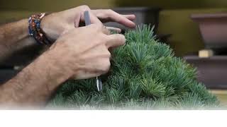 🇺🇸🇬🇧PINUS PENTAPHILA NEEDLE CLEANING 🇬🇧🇺🇸 [upl. by Ardnassela]