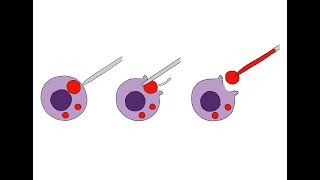 Studying ion channels on the lysosomal membrane [upl. by Elysha890]