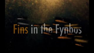 Fins in the Fynbos the hidden struggle of South Africas freshwater fish [upl. by Normie]