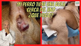 MI PERRO TIENE UNA BOLA CERCA DEL ANO 🔴 GLÁNDULAS ANALES en Perros 🔴 CON SÍNTOMAS DE INFECCIÓN [upl. by Esilegna]