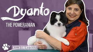 Grooming Dyanto the Pomeranian  Kitty Talks Dogs  TRANSGROOM [upl. by Woolson]