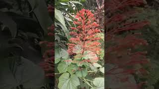 Clerodendrum naturelovers nature naturephotography flowers [upl. by Aroon]