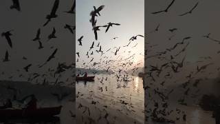 Adoring 🌞 set with birds Pullilangal song edit nature relaxing birds [upl. by Menken322]