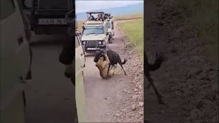 Lion vs Wildebeest A Fight For Survival africansafari tanzania serengeti africanwildlife [upl. by Irem]