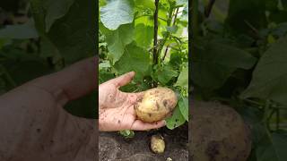 💥France வீட்டு தோட்டத்தில first உருளைக்கிழங்கு 🥔🥳 shorts shortsfeed food gardening potato [upl. by Nylirak29]