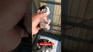 Have a new born baby cat day 😺 catlover cute cat kitten funnycatsanddogsnew20 trending shorts [upl. by Jenine255]