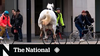 Runaway horses cause rushhour chaos in London [upl. by Aggappera390]