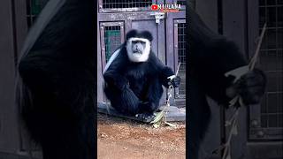 MONYET LUCU COLOBUS GUEREZAshotrs feedshorts [upl. by Laurent]