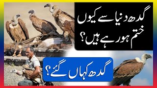 Gidh Kahan Gaye  Facts about Vulture in Urdu amp Hindi [upl. by Kylen424]