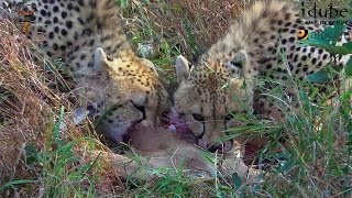 Endangered Cheetah Siblings Eat An Impala For Breakfast [upl. by Piggy]