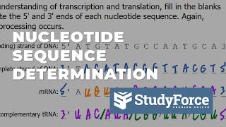 Nucleotide Sequence Determination from Transcription to Translation [upl. by Sax]