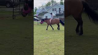 Gorggggg 😍 member 8 💕 horse jumping fypシ゚viral tackless EventingMustangsofficial [upl. by Hardan35]