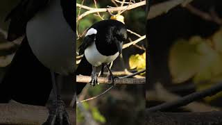 Smartlooking Magpie scanning the ground birds [upl. by Fiore194]