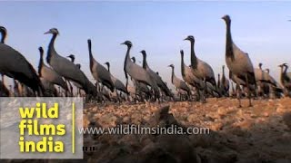 Wintering Demoiselle cranes in Indias desert state  Rajasthan [upl. by Maggi]