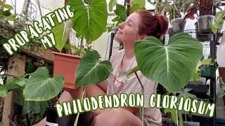 HOW TO PROPAGATE A PHILODENDRON GLORIOSUM [upl. by Wylde919]