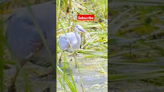 💥Hunting and eating bog fish💥short trending shorts animals trendingshortanimal [upl. by Namara]