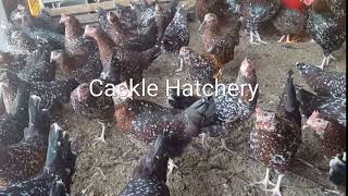 Speckled Sussex Chickens [upl. by Frick]