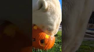 Zoo animals enjoying pumpkins [upl. by Ahseenak]