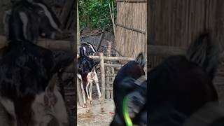 Lots of two goats they do very beautiful surprising shoots we enjoy 2024Episode27 [upl. by Einwat309]