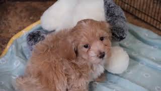 Maltipoo Puppy Ace SD 480p [upl. by Refiffej]