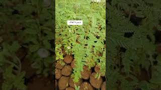 🌲 شجرة الغاف في الجزائر prosopis ceneraria السد الاخضر [upl. by Salangia]