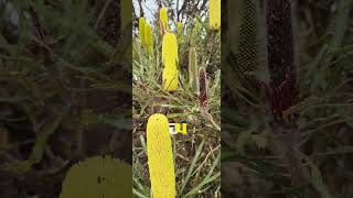 Banksia attenuata ਆਸਟ੍ਰੇਲੀਆ ਦੀ ਧਰਤੀ [upl. by Helali]