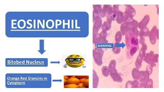 Eosinophil  Simplified Explanation  Doodle Animation  Images [upl. by Sacttler965]