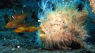 This Hairy Frogfish’s Bite is Too Fast For SlowMotion [upl. by Sell]