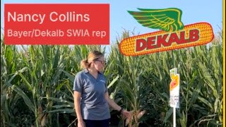 Dekalb seed plot varieties SW Iowa [upl. by Ybab]