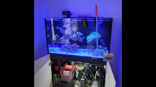 Red Sea 250 Reefer G2 update Esp 8 Algae scrappers [upl. by Matta]