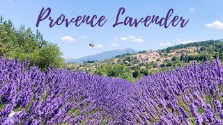 Lavender Fields of Provence France  Sault [upl. by Talbot]