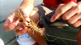 How to Hook a Crawdad Crawfish for Catfish and Bass [upl. by Tnahsarp]