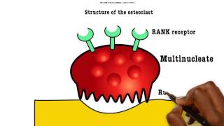 Basic Sciences  Structure of the Osteoclast [upl. by Onabru262]