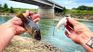 Live Bait Vs Lures SPILLWAY FISHING CHALLENGE Extremely Rare Catch [upl. by Arob]