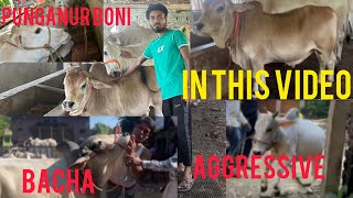 SUNDAY ❌ COW DAY ✅ UNIQUE COLLECTION 🤍🔥angrycowvideo cow viralvideo dairyanimal mostbeauti [upl. by Adniroc]