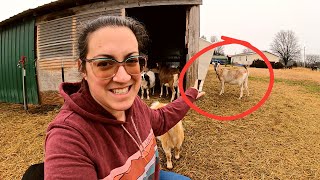 The Next Best Thing ♥  Disease Testing Goats amp MultiSpecies Processing Day  Farm Life VLOG [upl. by Sapienza843]