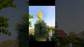 Yucca rostrata [upl. by Derrek]