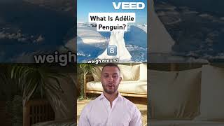 What is Adélie Penguinfacts knowledge animals [upl. by Schinica356]